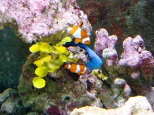 Dori y Nemo