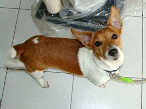 Jack Russell Estrella