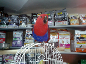 Eclectus Kia